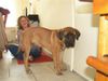 Boerboel Hund