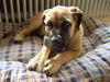 Boerboel Hund