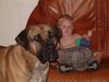 Boerboel Hund