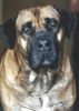 Boerboel Hund