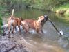 Boerboel Hund