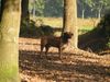 Boerboel Hund