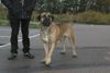 Boerboel Hund