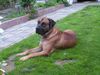 Boerboel Hund