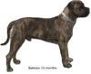 Boerboel Hund