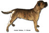 Boerboel Hund