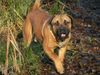 Boerboel Hund