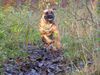 Boerboel Hund