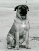 Boerboel Hund