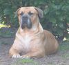 Boerboel Hund