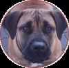 Boerboel Hund