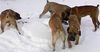 Boerboel Hund