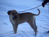 Boerboel Hund