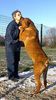 Boerboel Hund