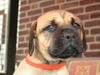 Boerboel Hund