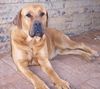 Boerboel Hund