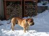 Boerboel Hund