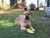 Boerboel Hund