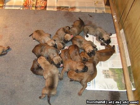 Boerboel Boerboelpups 2 tage 