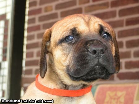 Boerboel puppys von aldo und tessa