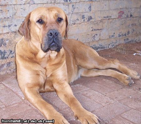 Boerboel Sina aus Süd Afrika