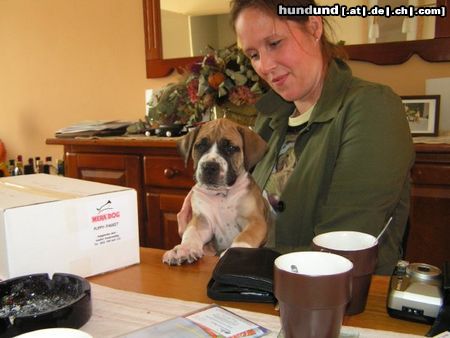 Boerboel einen unseren puppy's m&m Stippie