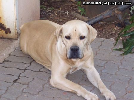 Boerboel Terry aus Süd Afrika