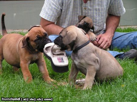 Boerboel puppys von aldo und tessa