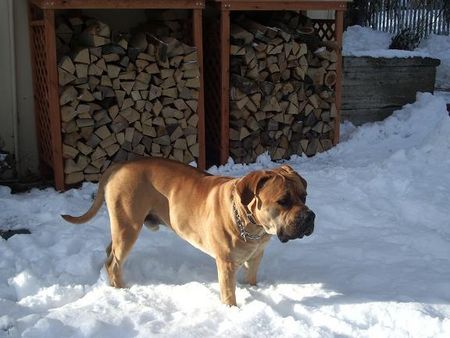 Boerboel Da ist ja jemand?