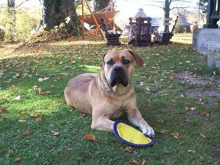 Boerboel anasha oubaas