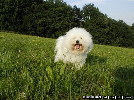 Bologneser CH. Aerchie Luma Tomio - rüde