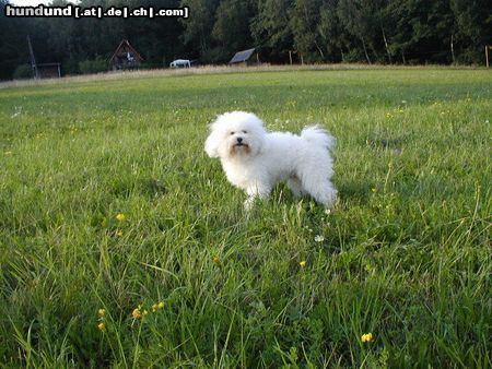 Bologneser CH. Aerchie Luma Tomio - rüde