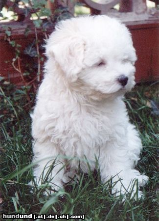 Bologneser CH. Aerchie Luma Tomio - rüde