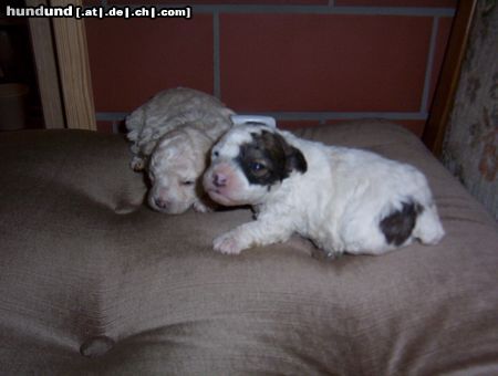 Bolonka Zwetna meine süße tiffy(weiß-schwarz) und ihre große schwester,.........