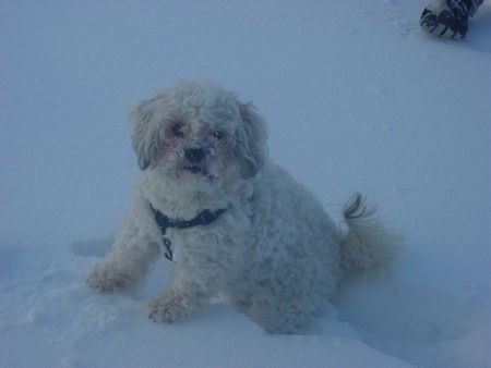 Bolonka Zwetna Das ist Idefix...ER LIEBT DEN SCHNEE!!! =)