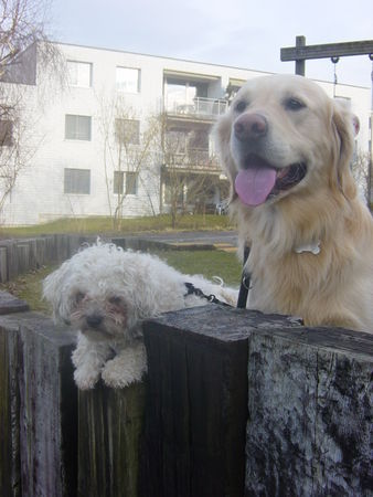 Bolonka Zwetna DAS IST IDEFIX UND SEIN FREUND  :)