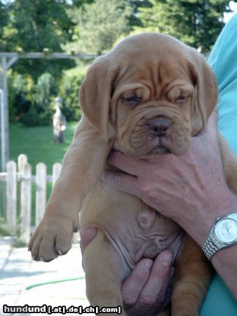 Bordeauxdogge Benson(6 Wochen alt) In 2 Wochen kommt er zu uns