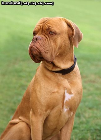 Bordeauxdogge Ein Besucher bei einer Windhundeausstellung