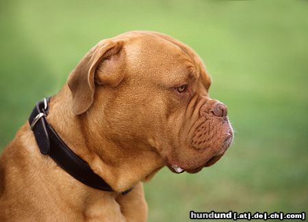 Bordeauxdogge Ein Besucher bei einer Windhundeausstellung