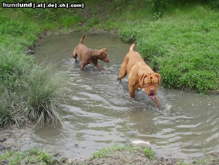 Bordeauxdogge Ich liebe Wasser