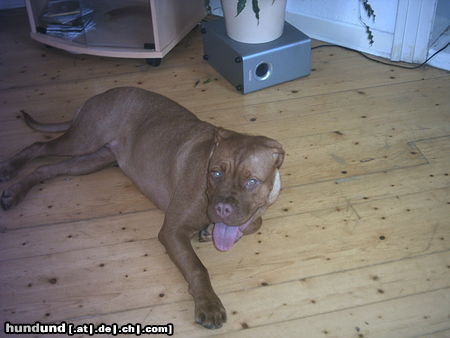 Bordeauxdogge  die Emma (8 Monate)