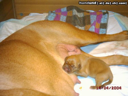 Bordeauxdogge Ich bin ein Bordeauxdoggen-Baby