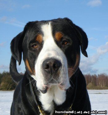 Bordeauxdogge Anton (Samson) 4 years old