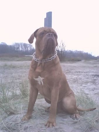 Bordeauxdogge Benson in laboe