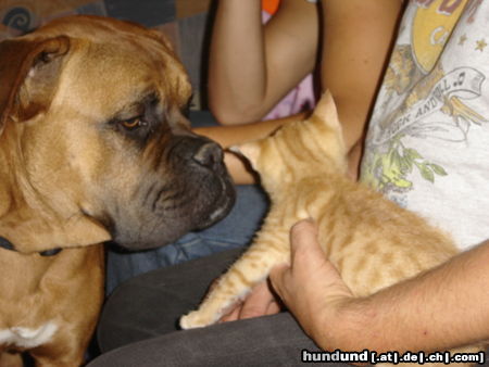 Bordeauxdogge Hallo Süsser, wer bist du denn?