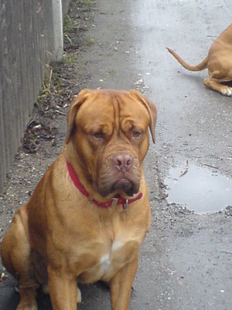 Bordeauxdogge Brutus