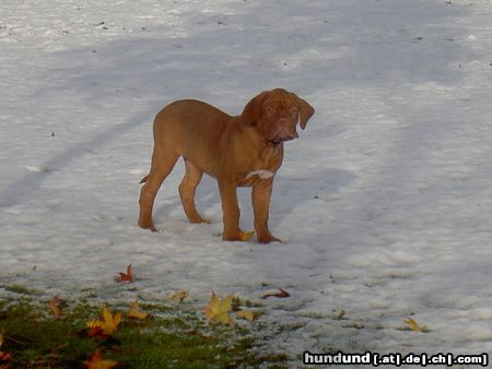 Bordeauxdogge Lulu´s erster Schnee mit 4 Monaten...