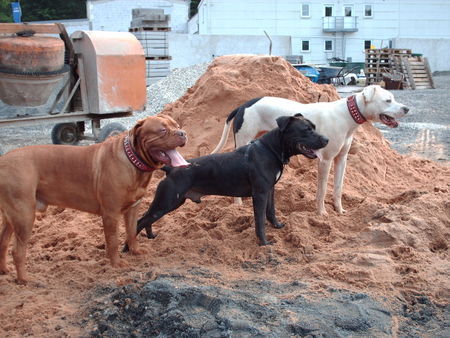 Bordeauxdogge Unsere Kampfschmuser Nero, Roke, Laika