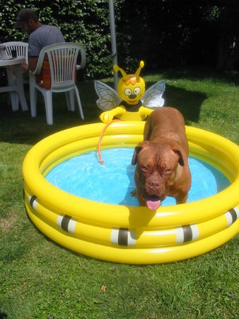 Bordeauxdogge Emma und ihr Pool