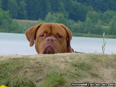 Bordeauxdogge Bessy aus Dülmen